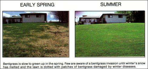 bentgrass in early spring and summer